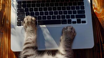 ai generiert süß Katze im schließen oben Sitzung mit Laptop. online Arbeit und Schulung. generativ ai foto