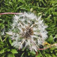 schön Löwenzahn Blumen mit fliegend Gefieder foto