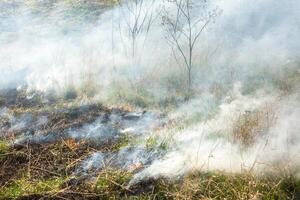 Verbrennung trocken Gras im das Feld nach das Feuer. natürlich Katastrophe. Wald Feuer. foto