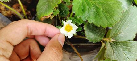 Mann halten Fragaria Ananassa Blumen oder Erdbeere Pflanzen Blühen im das Garten foto