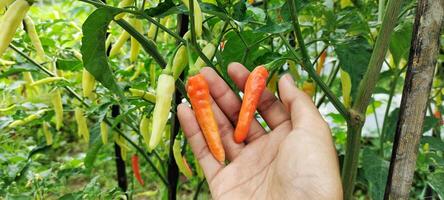 ein Mann halten rot Chilischoten im ein Reis Feld, Chilischoten mit das wissenschaftlich Name Paprika annuum sind einer von das Main Zutaten im täglich Kochen. foto