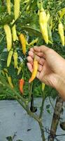 Foto von ein Mann pflücken Chilischoten im ein Reis Feld, Chilischoten mit das wissenschaftlich Name Paprika annuum sind einer von das Main Zutaten im täglich Kochen.