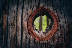 ai generiert Loch im Kofferraum von Baum, texturiert hölzern Oberfläche schließen oben foto