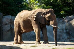 ai generiert majestätisch Elefant, ikonisch Zoo Bewohner, sonnt sich im still Sonnenlicht foto