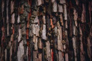 ai generiert alt Baum Rinde Textur abstrakt Hintergrund, natürlich Muster, rustikal foto