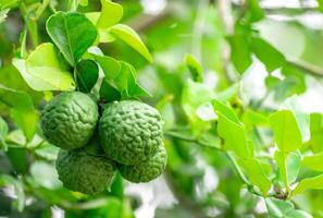 Bergamotte, frisch Grün Bergamotte Obst hängend von Ast. Bergamotte Baum Garten und gesund Essen Konzept, Gruppe von Bergamotte, Bergamotte medizinisch Pflanzen mit viele foto