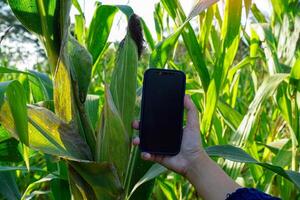 halt oben ein Handy, Mobiltelefon Telefon mit ein leer Bildschirm auf ein schwarz Hintergrund zum Schreiben ein Botschaft. vergleichen Sie das Größe zu ein Ohr von Mais im das Feld. foto