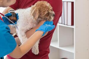 Tierarzt empfiehlt Stärkungsmittel Hund Inhaber Hilfe nähren Körper nach jährlich Gesundheit Untersuchung Suche zum Krankheiten kann auftreten mit Haustiere. jährlich Gesundheit Untersuchung Konzepte zum Haustiere und Stärkungsmittel Tierärzte foto