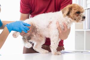 Tierärzte sind durchführen jährlich prüfen UPS auf Hunde zu aussehen zum möglich Krankheiten und behandeln Sie schnell zu dafür sorgen das Haustiere Gesundheit. Tierarzt ist Prüfung Hund im Veterinär Klinik zum Behandlung foto