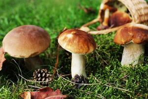 Pilz Steinpilz wachsend im das Wald. fallen Hintergrund foto