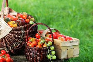 Erbstück Vielfalt Tomaten im Körbe auf rustikal Tisch. bunt Tomate - - rot Gelb , orange. Ernte Gemüse Kochen Konzeption. voll Körbe von Tometoes im Grün Hintergrund foto