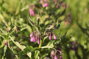 Beinwell. Beinwell oder Symphytum officinale Blume benutzt im organisch Medizin foto