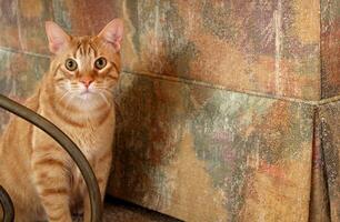 neugierig Orange kurz behaart Tabby Katze foto