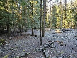 Strahlen von Sonnenschein Vorbeigehen durch hoch Bäume im immergrün Wälder von Washington Zustand Park foto