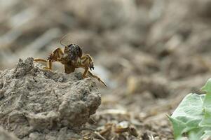 europäisch Maulwurf Kricket gryllotalpa gryllotalpa foto