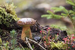 Steinpilz pinophilus Pilz wachsend im Moos foto