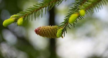 jung Tanne Kegel auf Tanne Baum Ast Über verschwommen Hintergrund foto