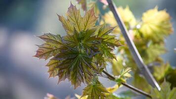 Ahorn Ast während das Frühling Jahreszeit beleuchtet durch Sonne foto