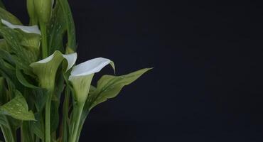 Weiß Calla Lilien Blumen auf schwarz Hintergrund foto