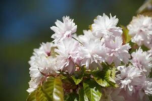 Frühling Natur Szene Hintergrund mit Kirsche Blüten foto