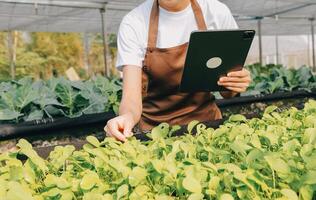 organisch Bauernhof ,Arbeiter testen und sammeln Umgebung Daten von bok Choy organisch Gemüse beim Gewächshaus Bauernhof Garten. foto