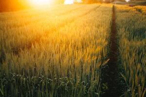 Paddy Reis Feld Vor Ernte mit Sonnenaufgang Hintergrund. foto