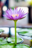 violett Lotus Blühen mit Grün Blatt im Teich foto
