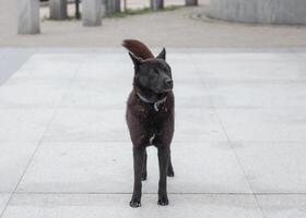 jung schwarz Hund mit Halsband mit Blick auf foto