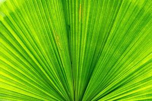 Nahansicht Grün Blatt von Palme Baum Textur foto