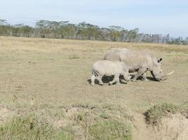 breit Mund Weiß Nashorn Massai mara foto