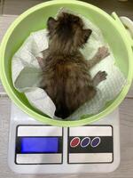 süß flauschige klein Kätzchen ist gewogen auf Skala. Tierarzt Medizin zum Tiere, Haustiere Gesundheit Pflege Konzept. selektiv Fokus. foto