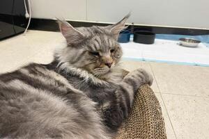 süß Tabby Silber grau jung Maine Waschbär Katze Lügen auf Hängematte beim Zuhause suchen beim Kamera. 3 Jahre alt Kätzchen entspannend foto