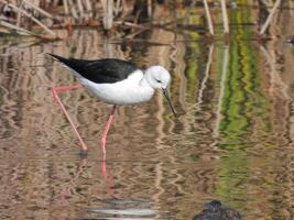 Himantopus Himantopus Vogel Fotografie foto