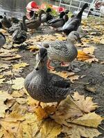 Enten Stehen auf Blatt bedeckt Boden foto