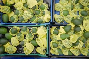 Viele Avocado-Displays zum Verkauf im örtlichen Geschäft foto