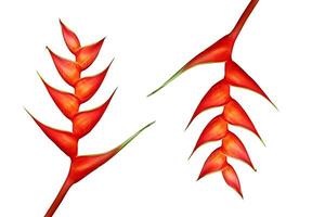 Heliconia Blume auf Weiß Hintergrund foto