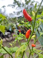 Paprika frutescens 'Tabasco' oder Tabasco Pfeffer einheimisch im ein klein Hinterhof. foto