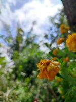 Tagetes erecta das aztekisch Ringelblume Mexikaner Ringelblume groß Ringelblume Abonnieren oder Cempasuchil ist ein Spezies von blühen Pflanze im das Gattung Tagetes einheimisch zu Mexiko. Bangladesch ganda Blume foto