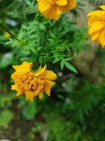 Tagetes erecta das aztekisch Ringelblume Mexikaner Ringelblume groß Ringelblume Abonnieren oder Cempasuchil ist ein Spezies von blühen Pflanze im das Gattung Tagetes einheimisch zu Mexiko. Bangladesch ganda Blume foto