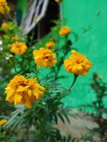 Tagetes erecta das aztekisch Ringelblume Mexikaner Ringelblume groß Ringelblume Abonnieren oder Cempasuchil ist ein Spezies von blühen Pflanze im das Gattung Tagetes einheimisch zu Mexiko. Bangladesch ganda Blume foto