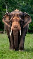 ai generiert Sumatra Elefant im Ragunan Tierwelt Park, Tierwelt Erhaltung Foto Vertikale Handy, Mobiltelefon Hintergrund