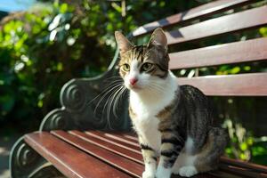 ai generiert Katze genießt sonnig Tag auf Bank, Hinzufügen Charme zu draussen Szene foto