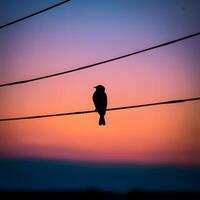 ai generiert silhouettiert Vogel thront anmutig auf Leistung Linie gegen Dämmerung zum Sozial Medien Post Größe foto