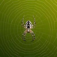 ai generiert Spinne Netz auf Grün Hintergrund erfasst hoch Qualität Bild zum Sozial Medien Post Größe foto
