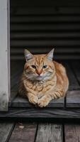 ai generiert Ingwer Katze genießt gemächlich Moment auf hölzern Veranda Vertikale Handy, Mobiltelefon Hintergrund foto