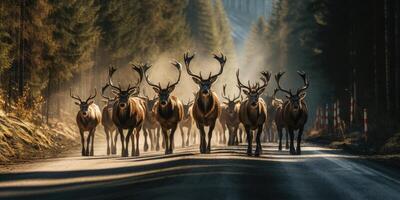 ai generiert Dort sind Menge von Elch auf das Straße. Erhaltung von wild Tiere. sicher Fahren. generativ ai foto