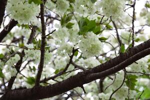 ukon Kirsche Blumen schwankend im das Wind wolkig Tag Nahansicht foto