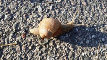 ein Schnecke im das Mitte von das Straße foto