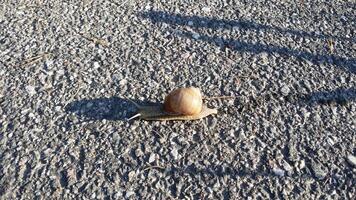 ein Schnecke im das Mitte von das Straße foto