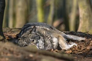 grau Wolf Ausruhen und versteckt sich im das Grün Blätter Wald foto